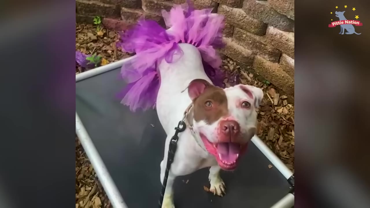 A white and brown pit bull wearing a purple tutu stands on an outdoor cot, looking up with a wide, happy expression.