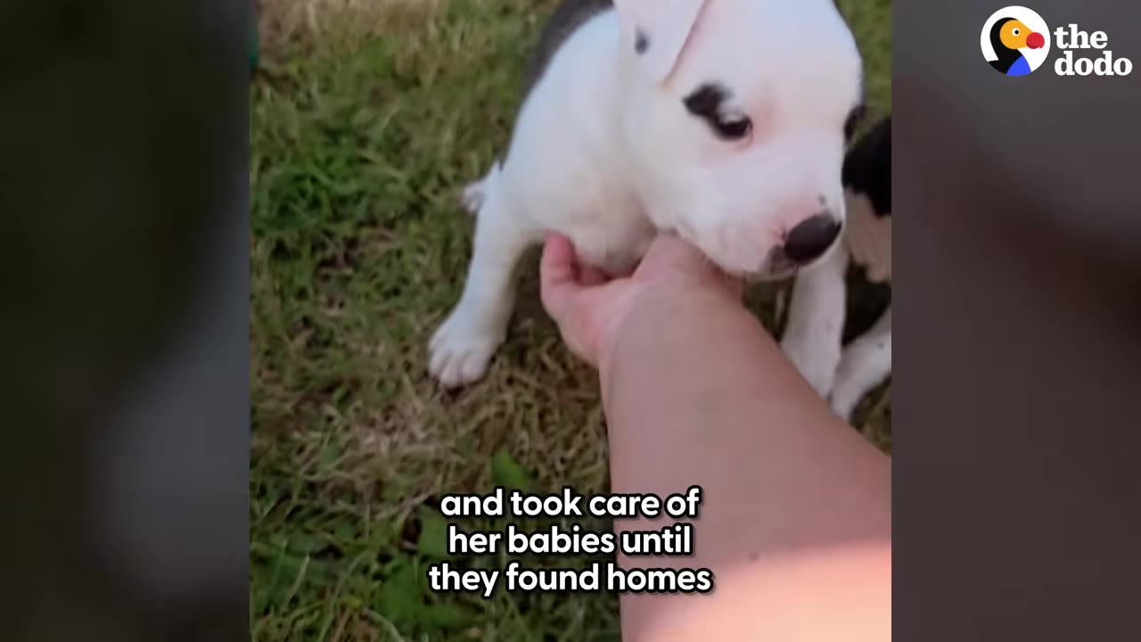 A close-up of a white and black puppy being gently petted under the chin by a person's hand on a grassy lawn.