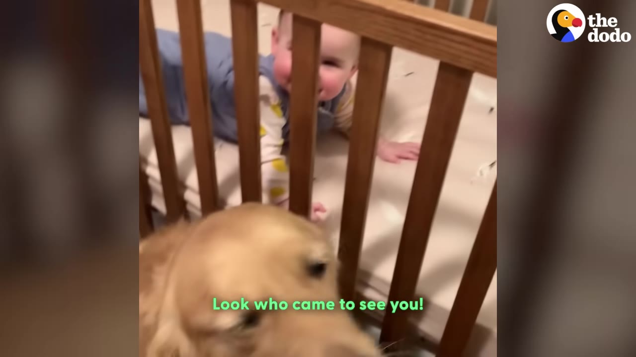 A golden retriever looks into a wooden crib at a smiling baby lying on their stomach.