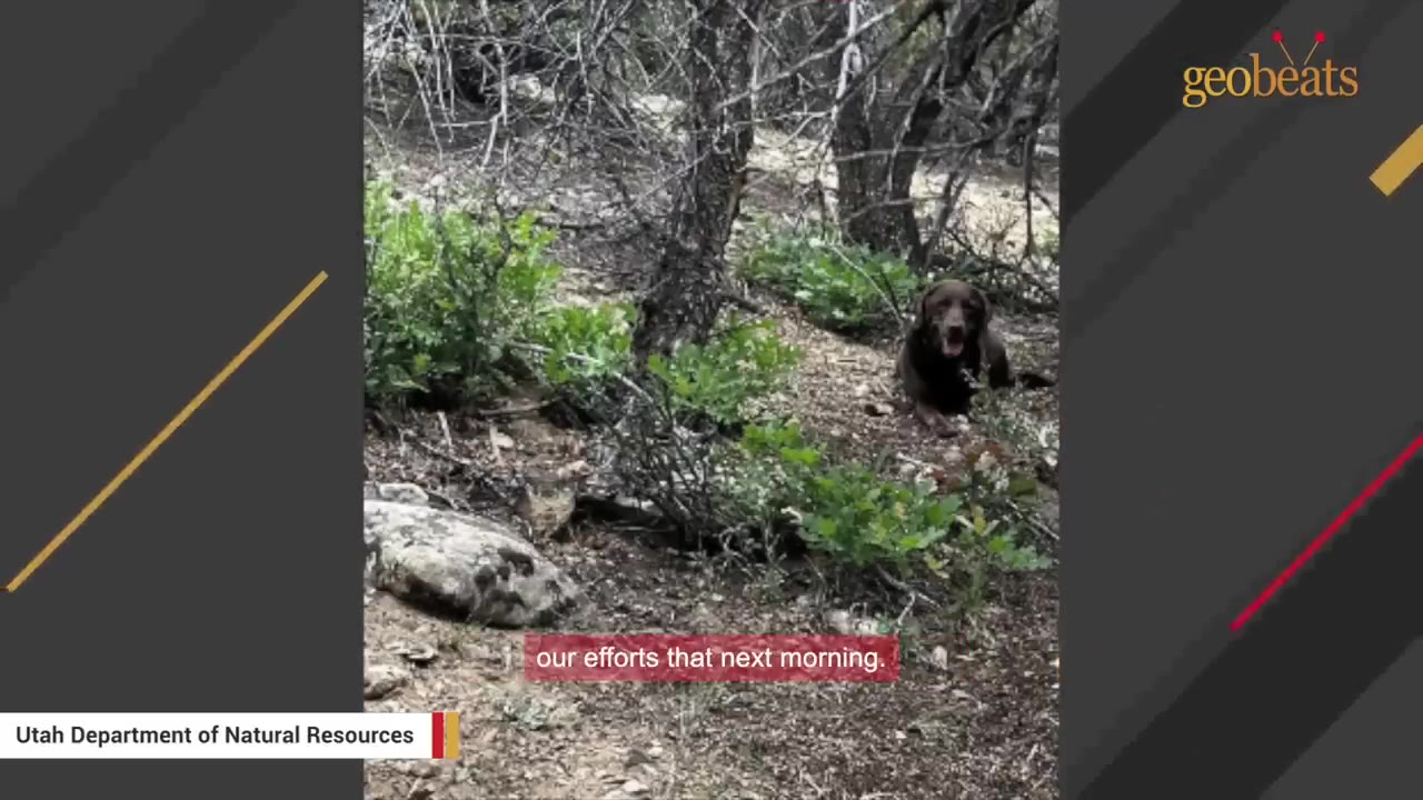 A brown dog sits amidst trees and brush on a rocky hillside.