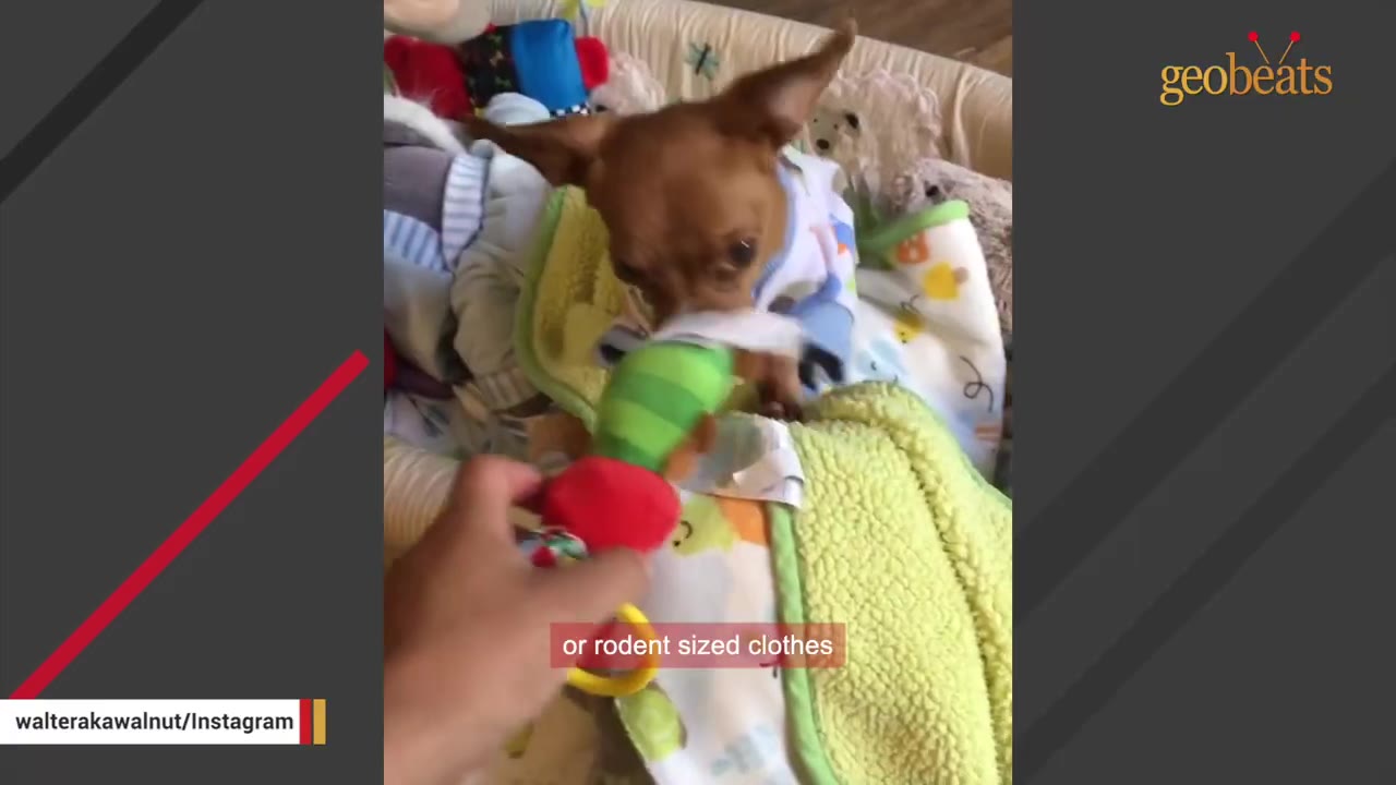 A small brown dog wearing a tiny blue and white patterned shirt, looking down at a colorful toy being held by a hand.