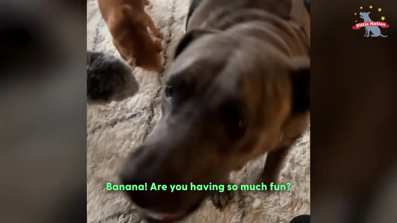 A close-up shot of a brindle dog looking up towards the camera on a shag rug.