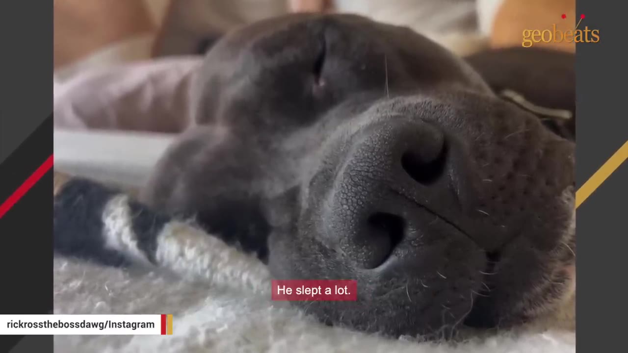 A close-up shot of a sleeping dark-colored dog resting its head on a soft blanket.