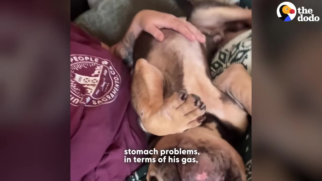 A French bulldog lies on its back on a person's lap while being gently petted on its belly.