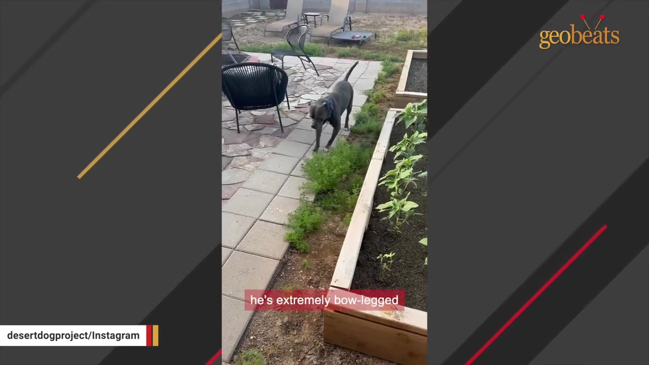 A grey pit bull dog with visibly bowed front legs walks along a stone path in a backyard next to a raised garden bed.
