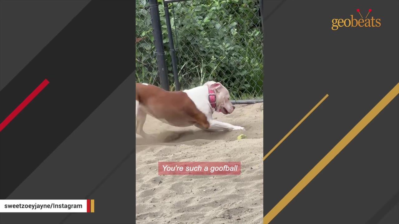 A brown and white dog with a pink collar stretches low in the sand, playing playfully.