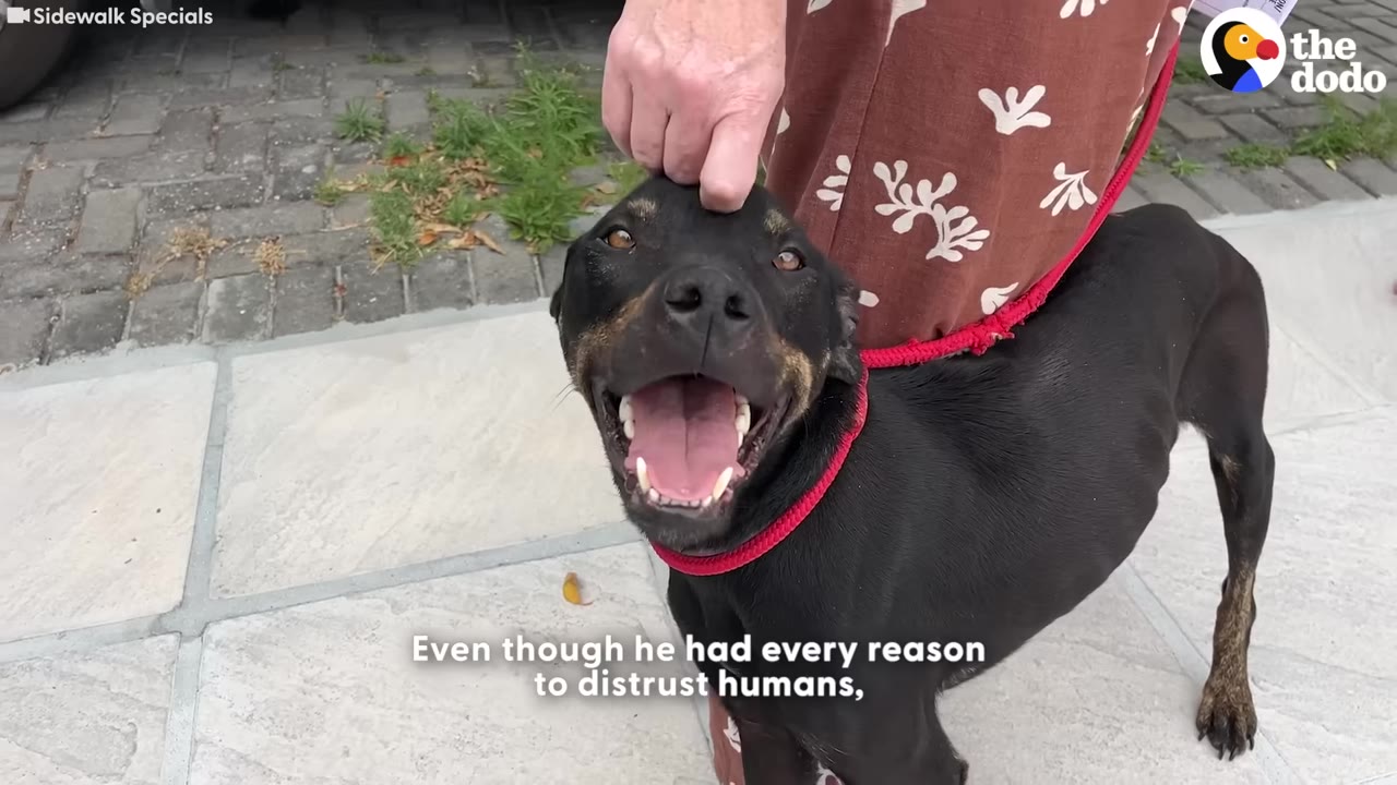 A black dog with a red leash looks up happily with an open mouth as a person's hand gently pets its head.