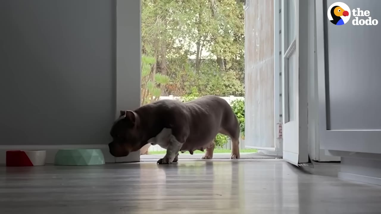A low-slung, grey and white dog cautiously steps through an open doorway into a house, looking down towards a green bowl on the floor.