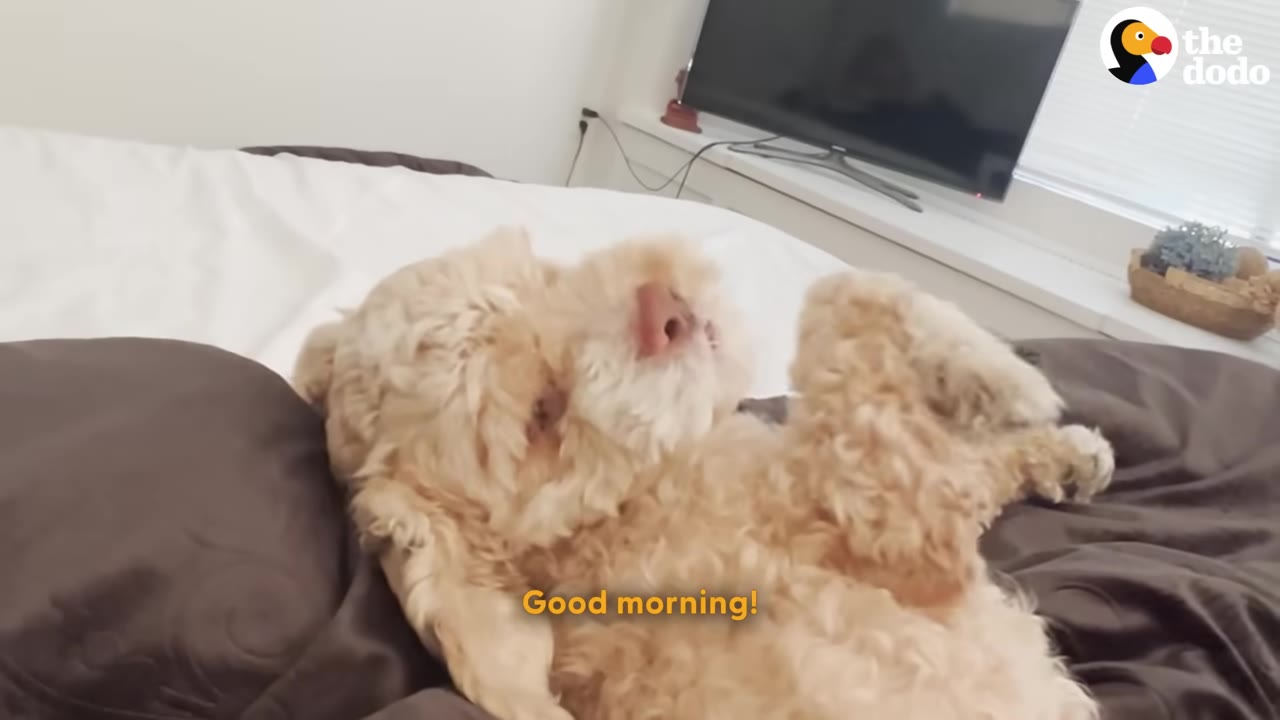 A fluffy, light brown dog lies on its back on a bed with brown and white sheets, looking up playfully with its paws in the air.