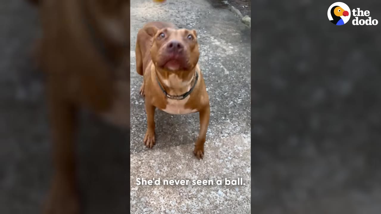 A brown dog with a black collar looks up with wide, curious eyes while standing on a concrete surface.