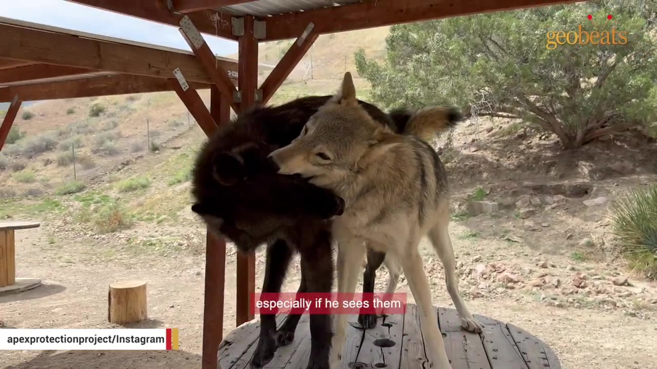 A light-colored wolf gently bites the neck of a dark-furred wolf while standing on a wooden platform outdoors.