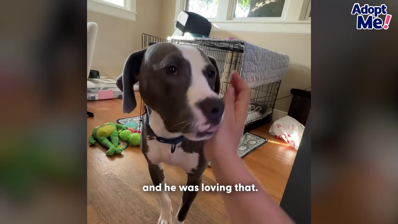 A grey and white dog leans its head into a person's hand to be petted, looking calm and content.