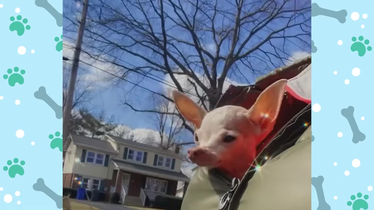 A small white Chihuahua with large ears peeks out from the zipped-up collar of a green jacket, looking around a neighborhood street with houses and bare trees under a blue sky.