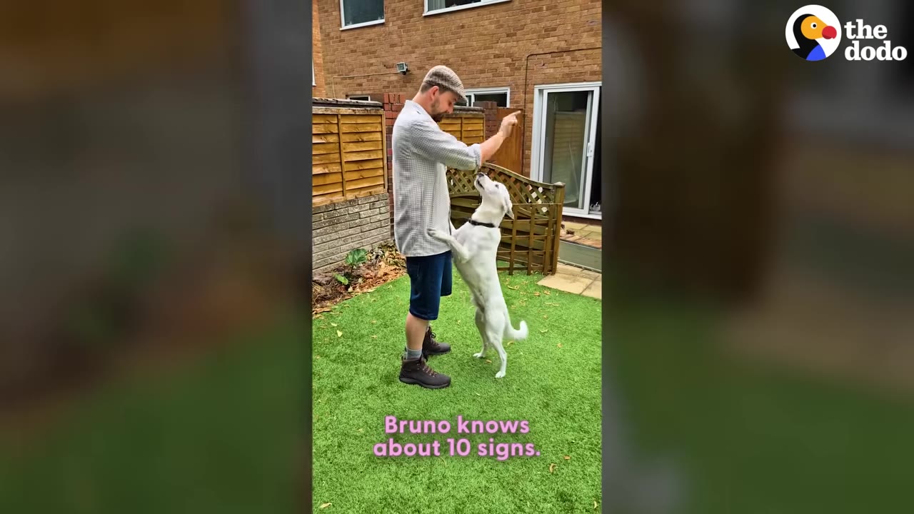 A man in a flat cap and shorts stands on a green lawn, raising his hand to give a sign to a white dog standing on its hind legs looking up at him.