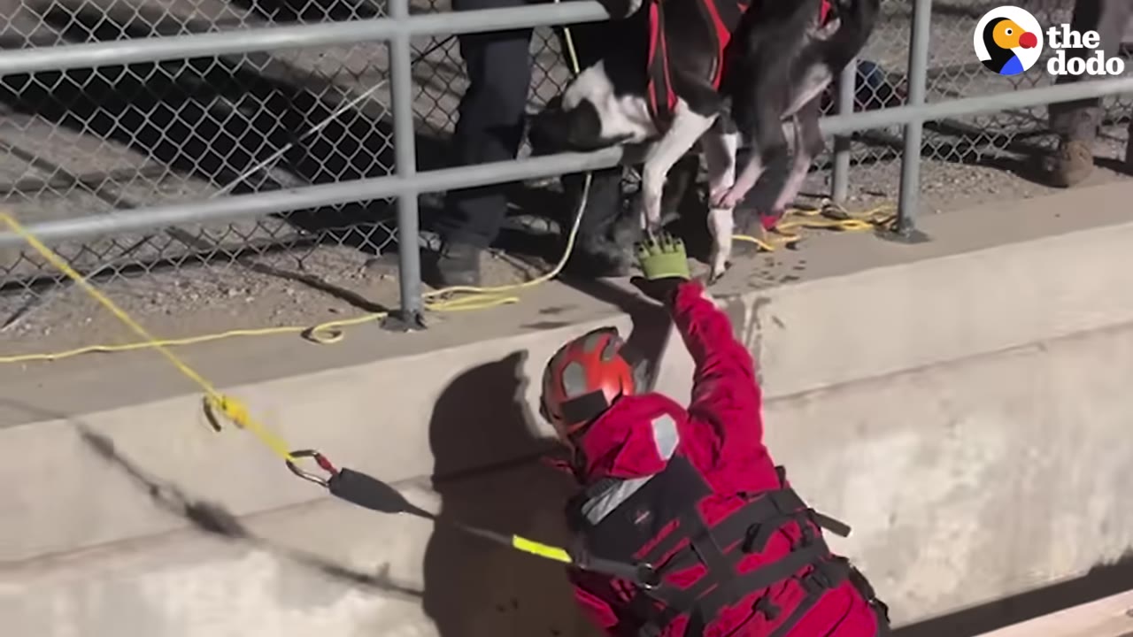 A rescuer in a red suit and helmet reaches up to guide a black and white dog in a harness over a concrete ledge to safety.