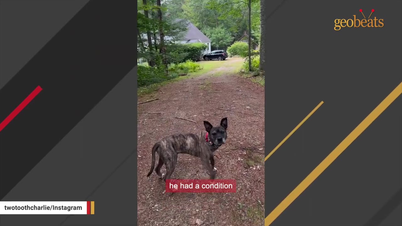 A brindle dog stands on a dirt path in a wooded area, looking back towards the camera.
