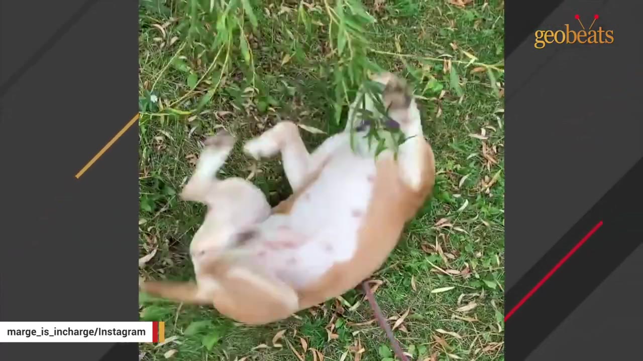 A tan and white dog rolling on its back in the grass under some low-hanging green leaves.