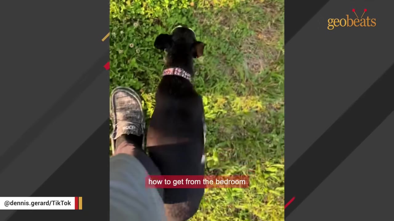 A small black dog wearing a collar walks on green grass next to a person's foot wearing a grey shoe.