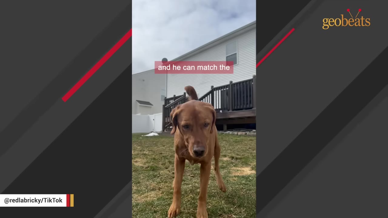 A brown dog stands on a grassy lawn in front of a house, looking directly at the camera with a caption that reads 'and he can match the'.