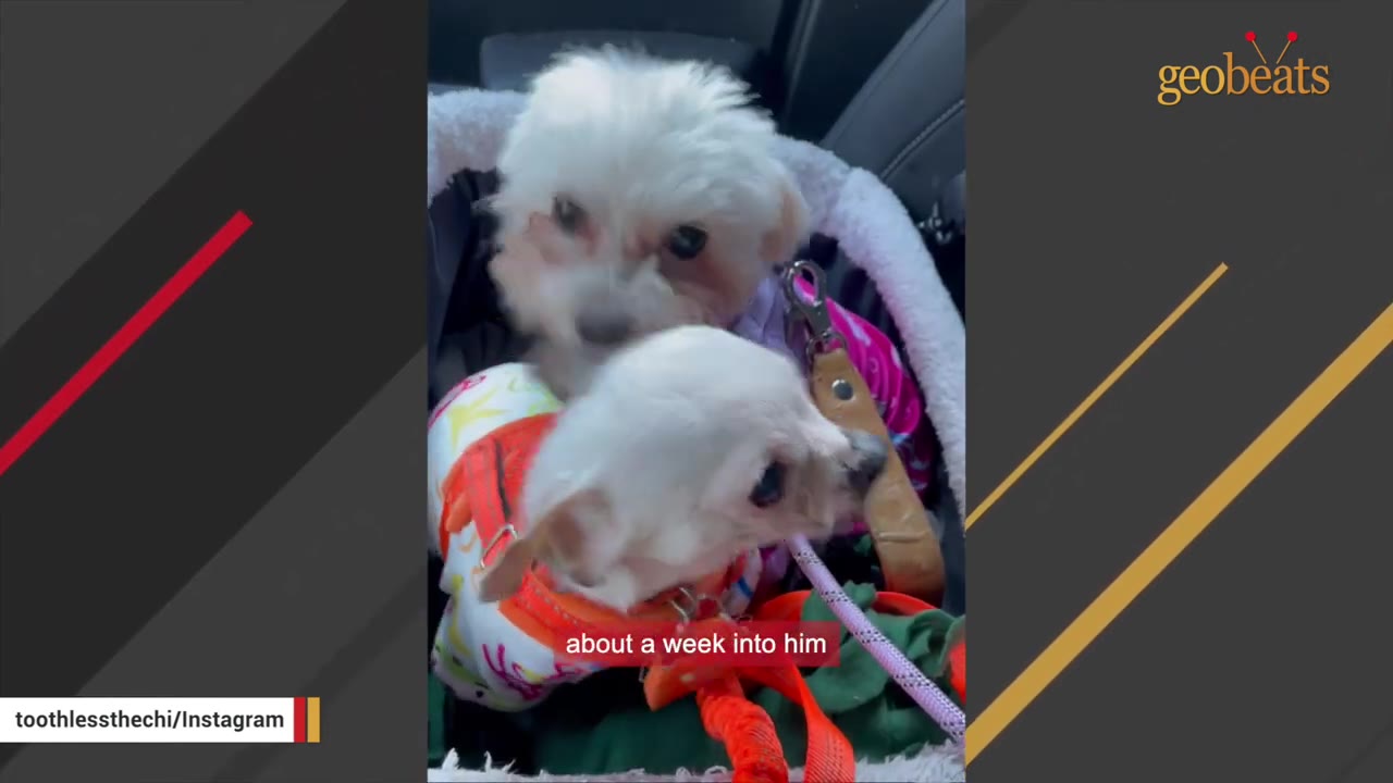 A small white chihuahua wearing a colorful shirt sitting next to a fluffy white dog in a pet carrier.