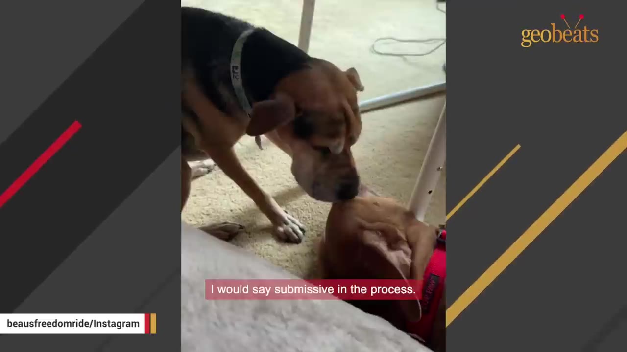 A large black and tan dog gently sniffs a smaller brown dog who is lying down submissively on the carpet.