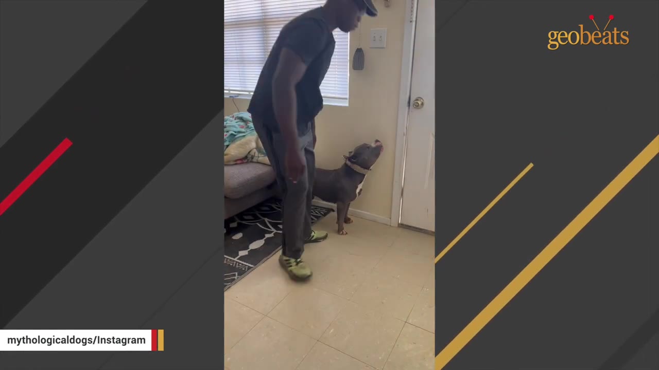A grey pit bull-type dog stands indoors looking up affectionately at a man standing beside him.