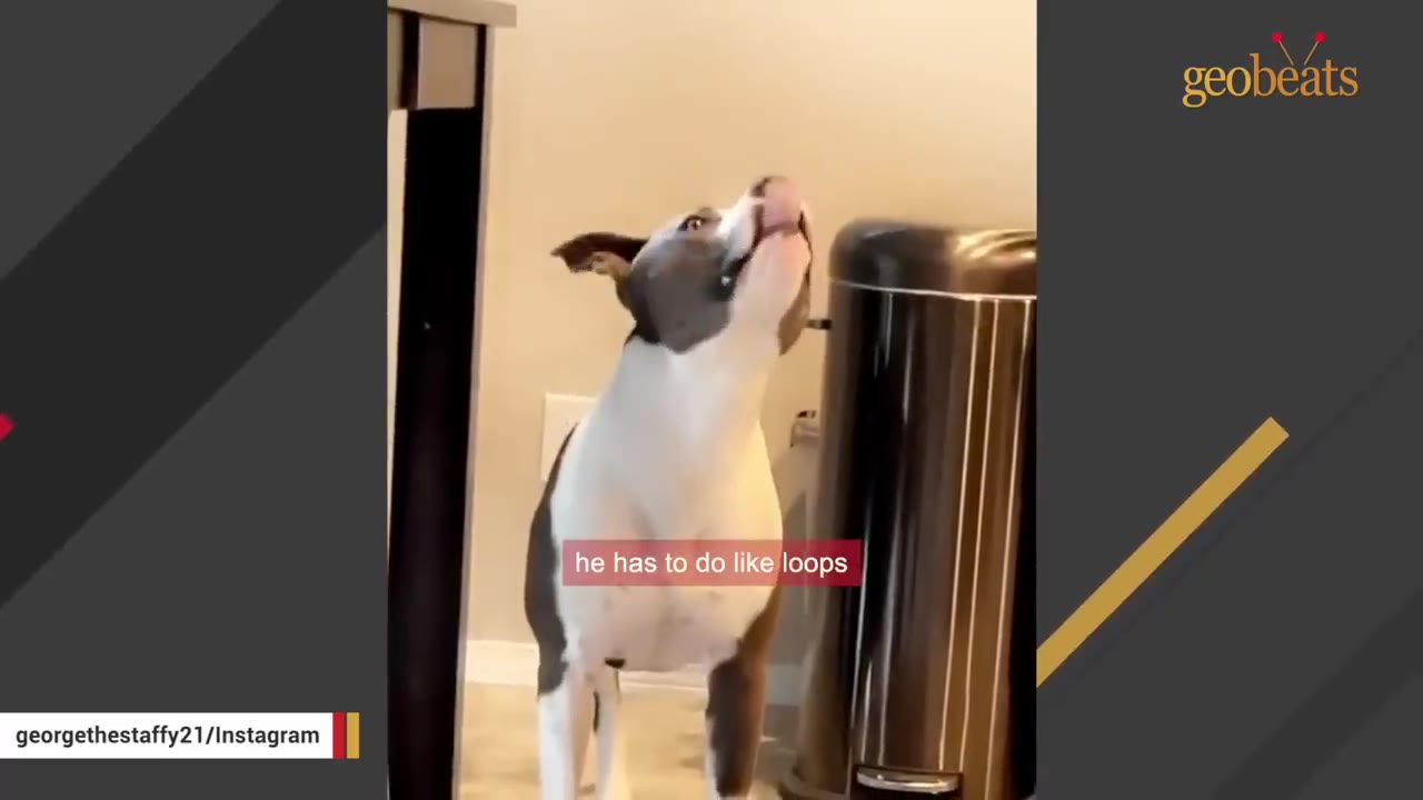 A grey and white dog tilting his head back and licking his nose next to a metal trash can.