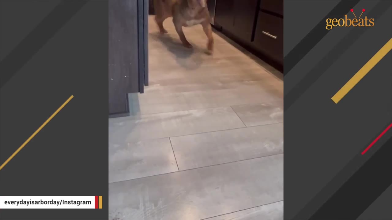 A brown dog walks along a light-colored wood-look tiled floor in a kitchen hallway.