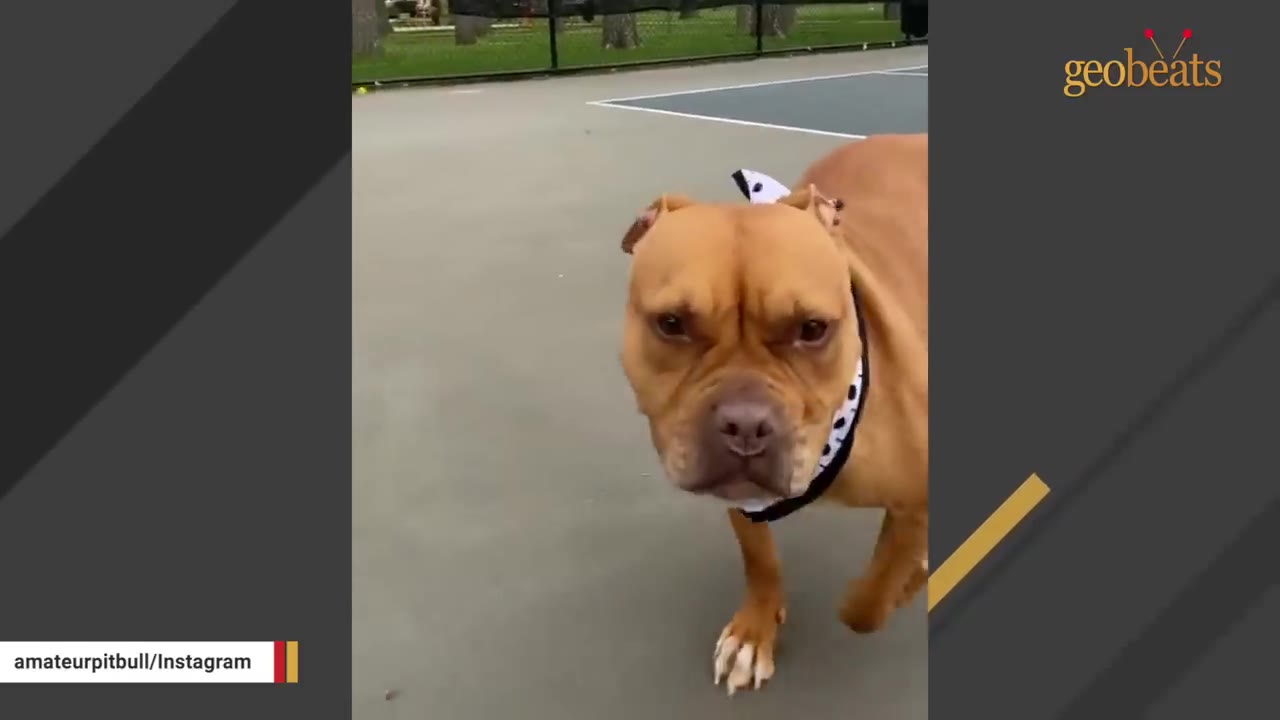 A tan pit bull with cropped ears and a black and white patterned collar walks on an outdoor court, looking directly into the camera with an attentive expression.