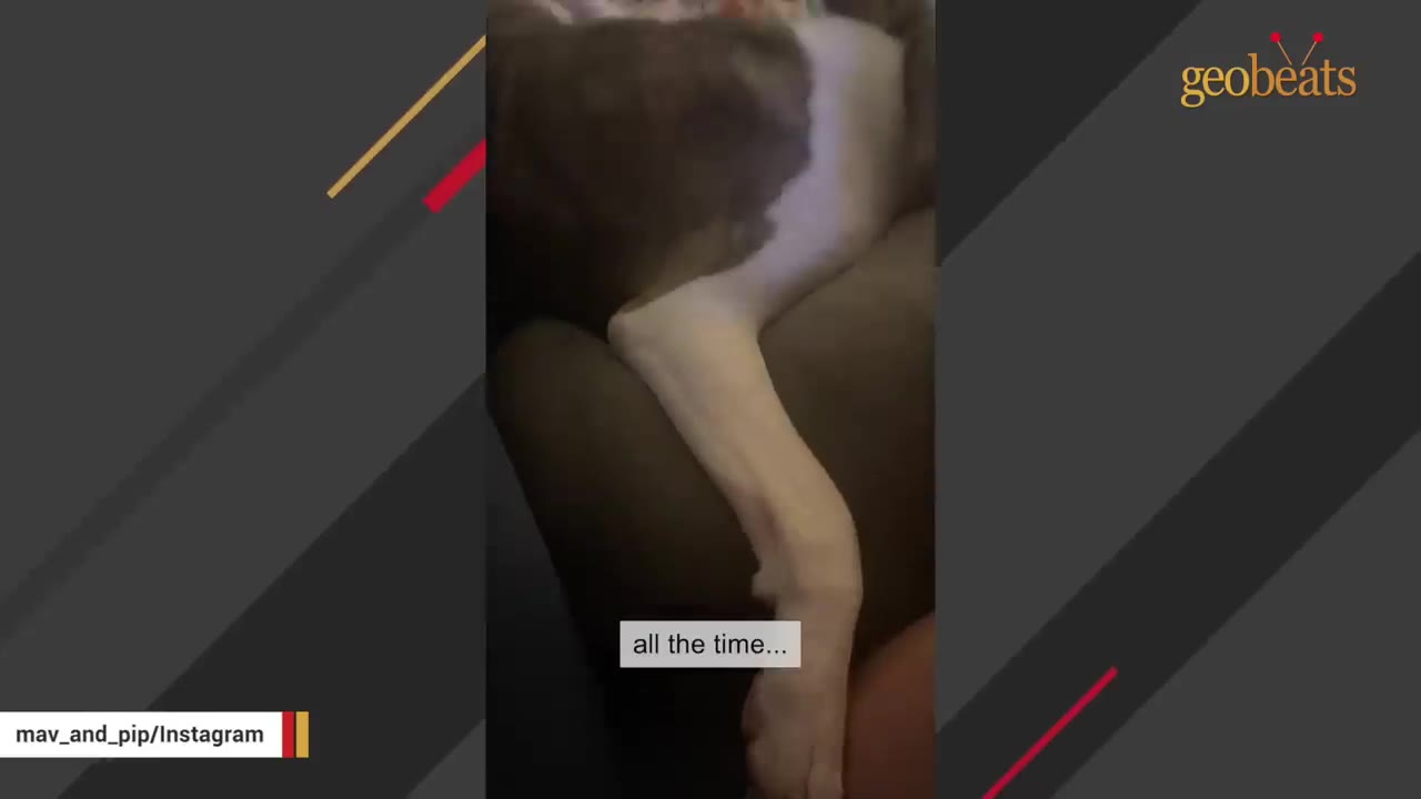 A close-up of a dog's white leg resting on a couch next to another dog.
