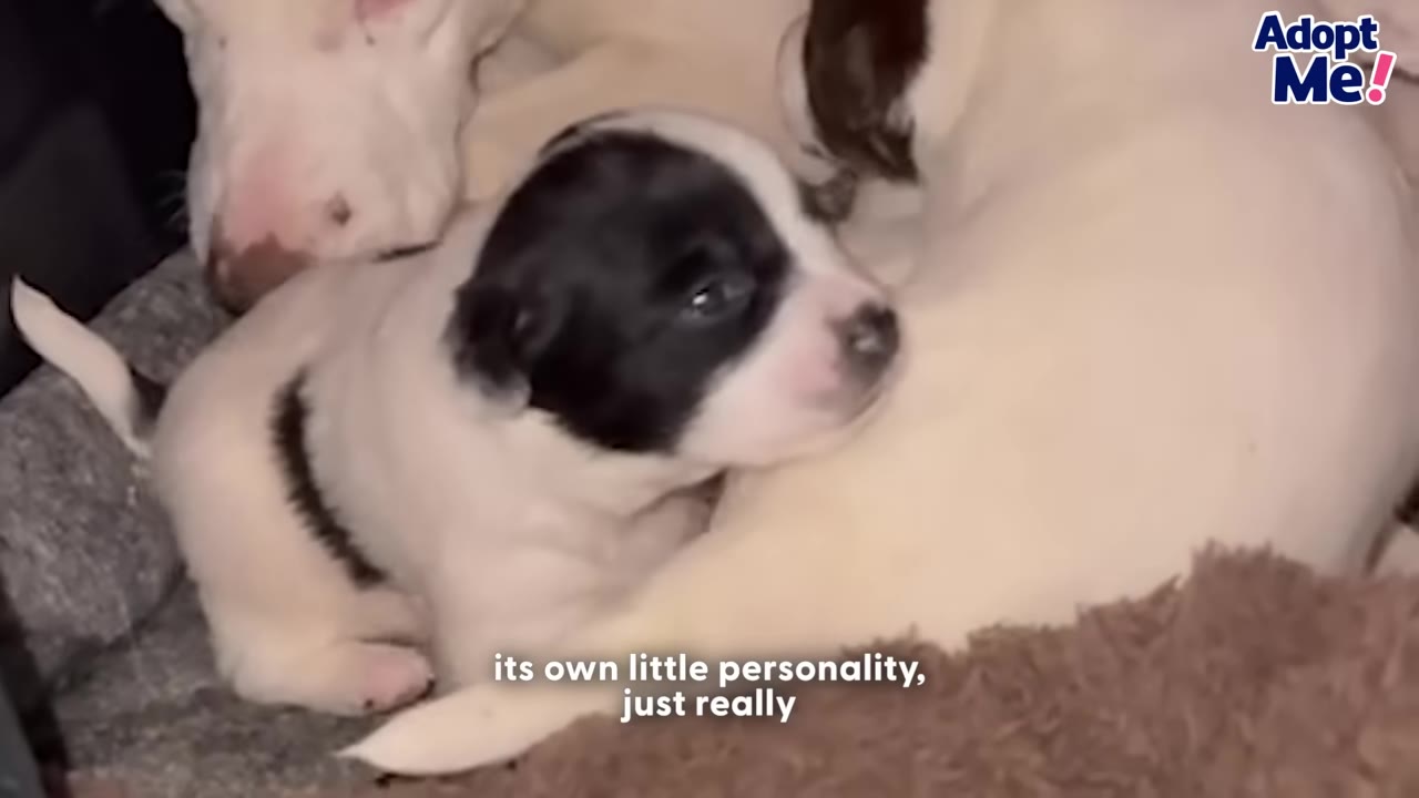 A close-up of a small black and white puppy with its eyes open, resting next to its mother and littermates.
