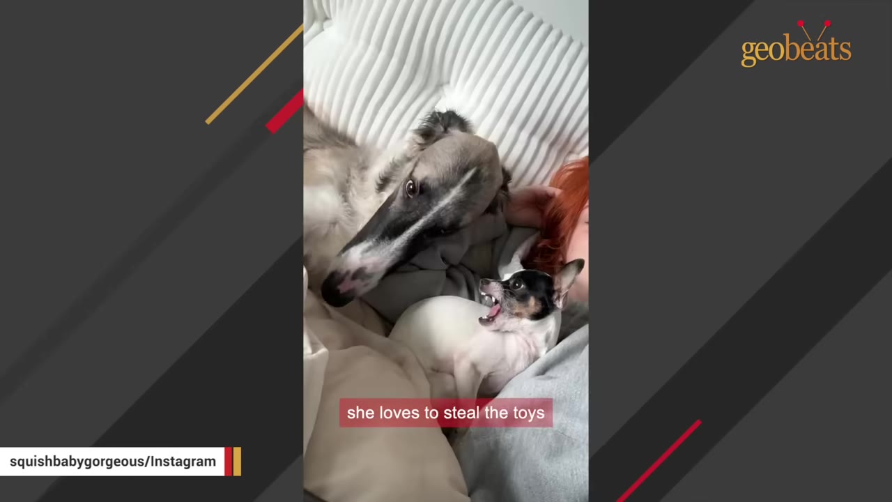 A tiny black and white Chihuahua-mix dog barks with its mouth wide open next to a much larger, long-snouted Borzoi dog lying on a bed.