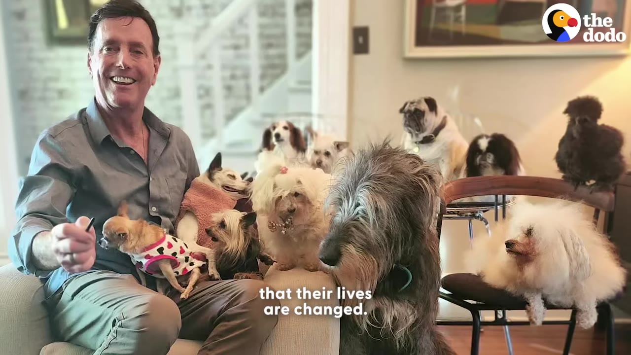 A smiling man sits on a couch surrounded by a large group of senior dogs of various breeds, including chihuahuas, a pug, and a large wire-haired dog.