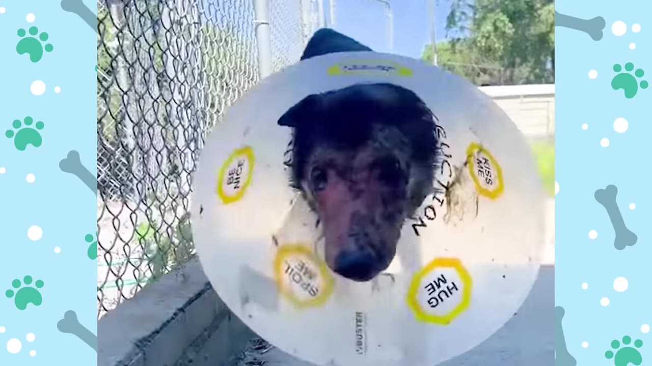 A black dog wearing a large plastic protective cone with yellow stickers looks directly at the camera.