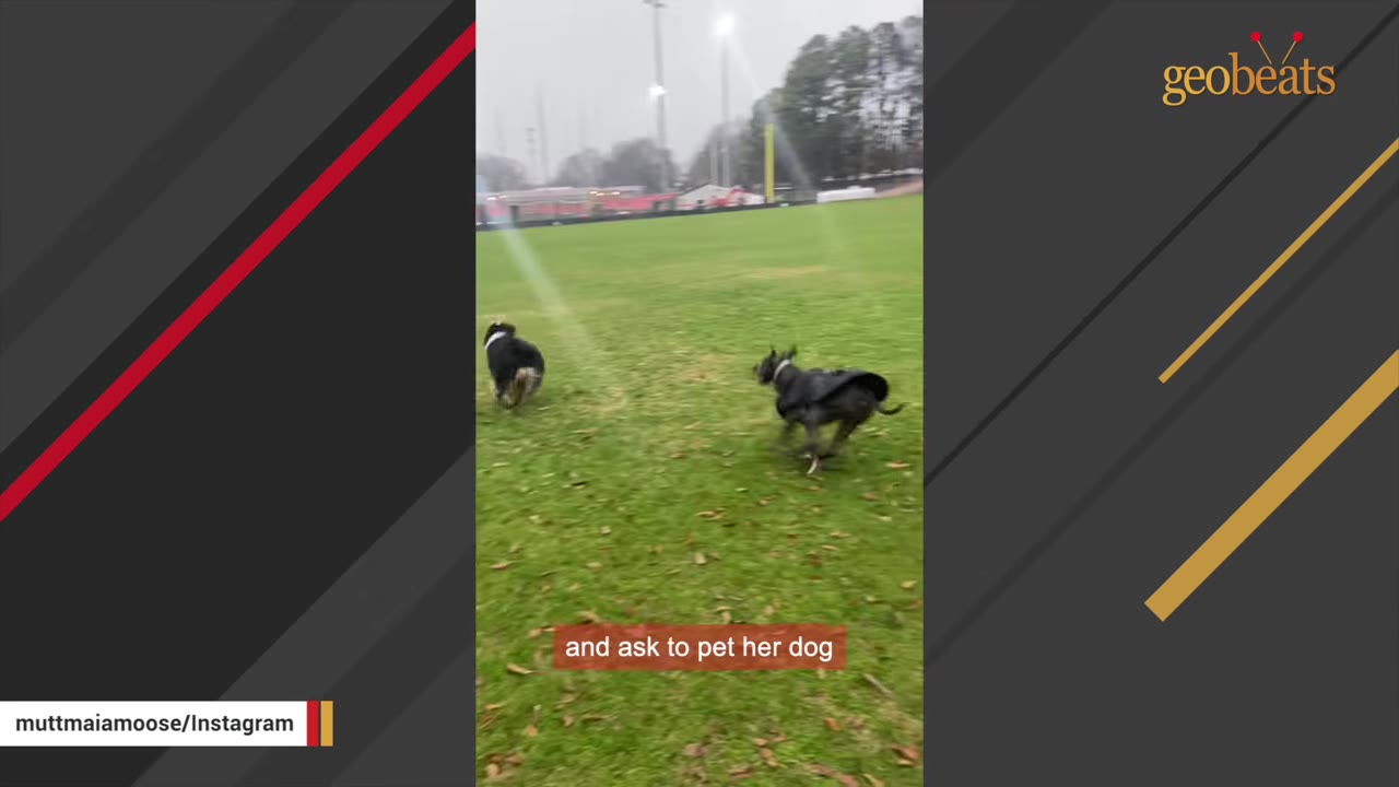 An Australian Shepherd and a grey pit bull-type dog run together across a green grassy field.