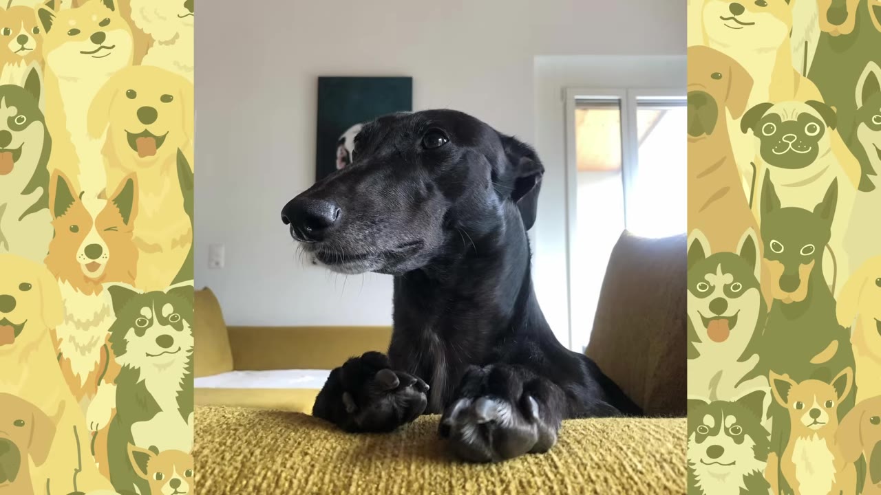 A black greyhound rests its front paws on a textured yellow cushion, looking calmly to the side inside a home.
