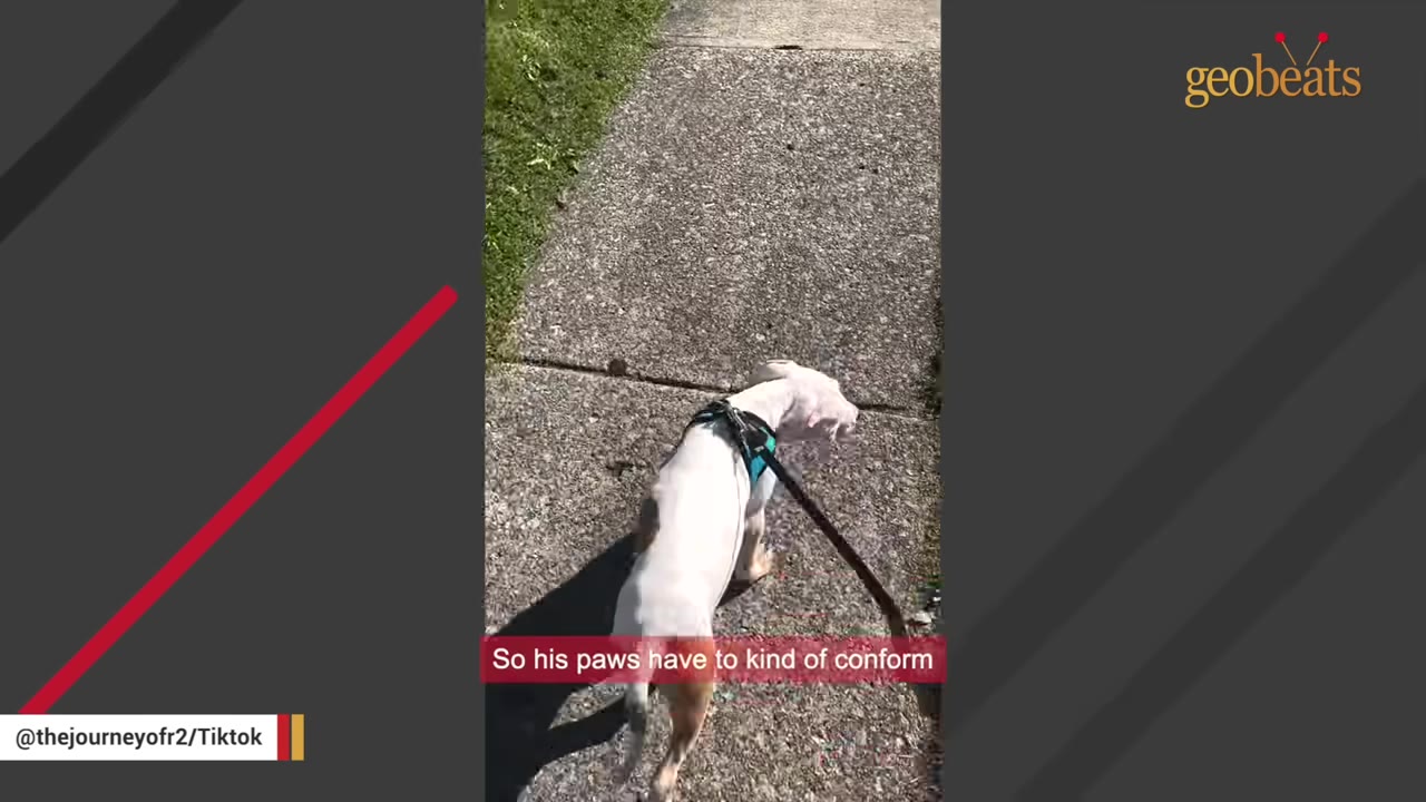 A white and brown dog wearing a harness walks on a textured concrete sidewalk.