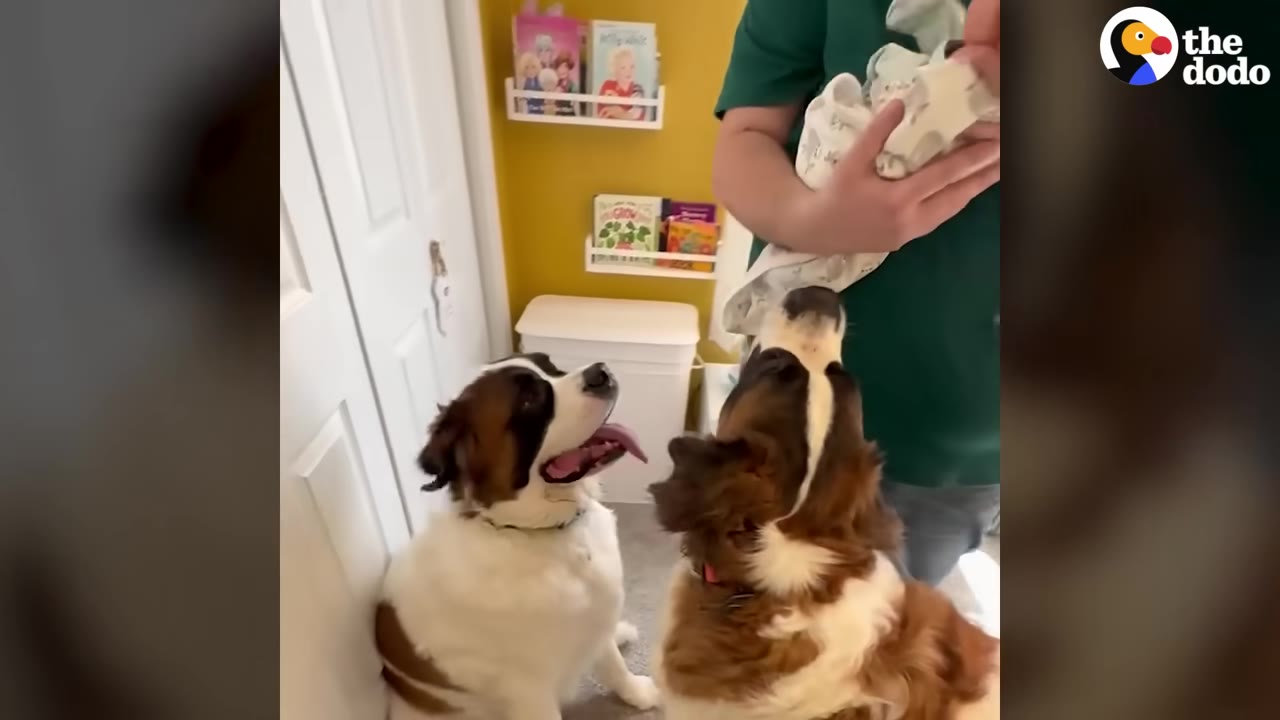Two Saint Bernard dogs look up attentively at a person holding a newborn baby wrapped in a blanket.