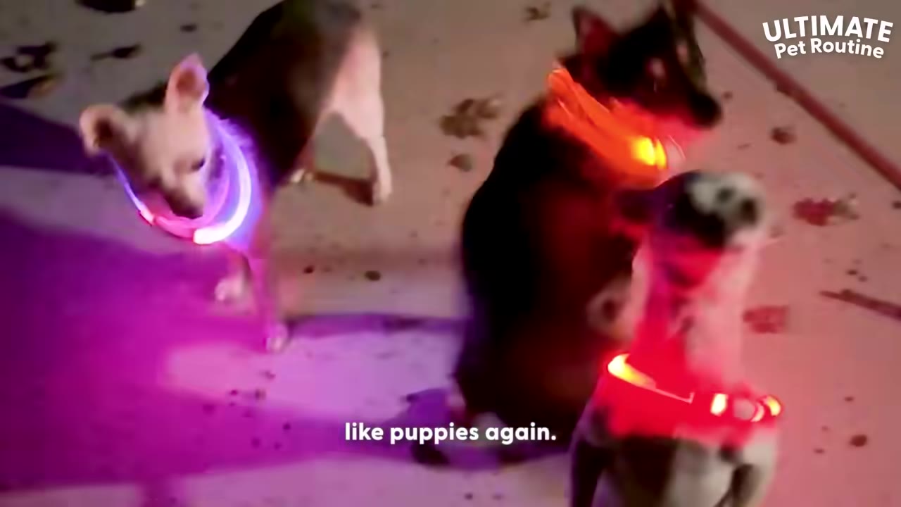 Three small dogs wearing glowing LED collars stand outside at night, illuminated by colorful light.