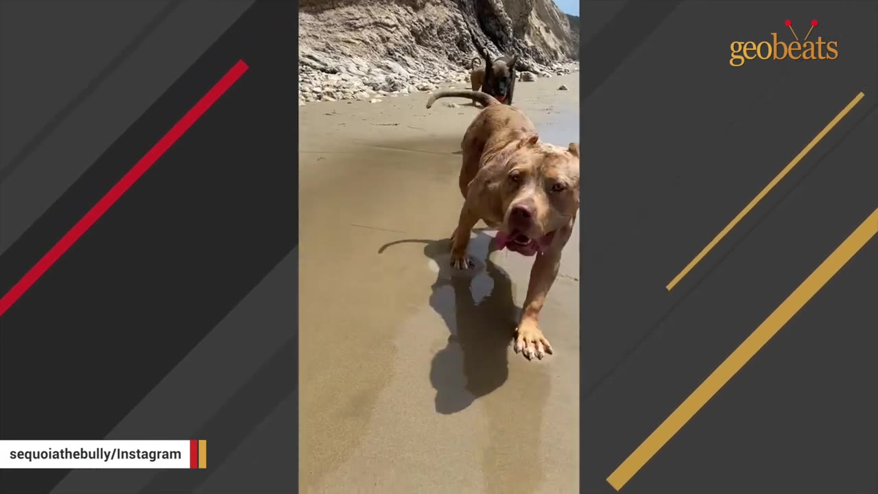 A brown pit bull-type dog happily runs forward on a sandy beach with its tongue out, with another dog visible in the background near rocky cliffs.