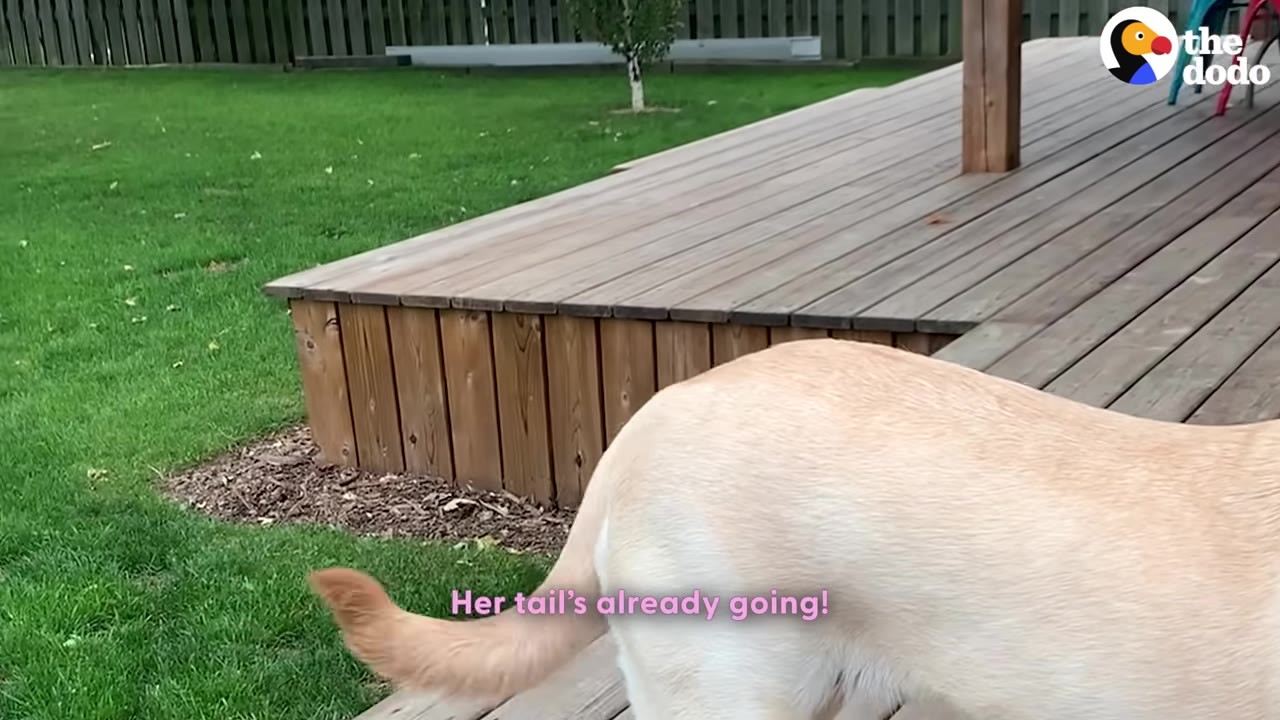 A yellow Labrador retriever stands on a wooden deck with its tail wagging, next to a green lawn.