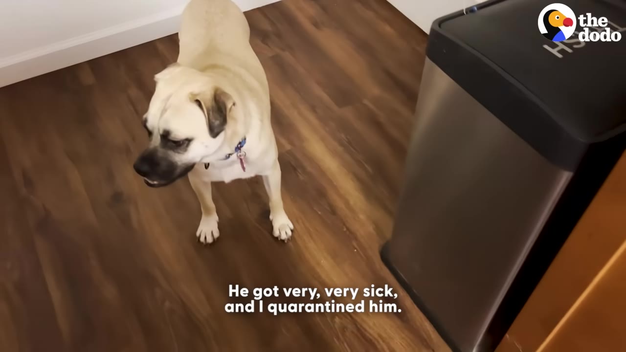A tan dog with a black muzzle stands on a wooden floor next to a stainless steel trash can, with text on screen reading 'He got very, very sick, and I quarantined him.'