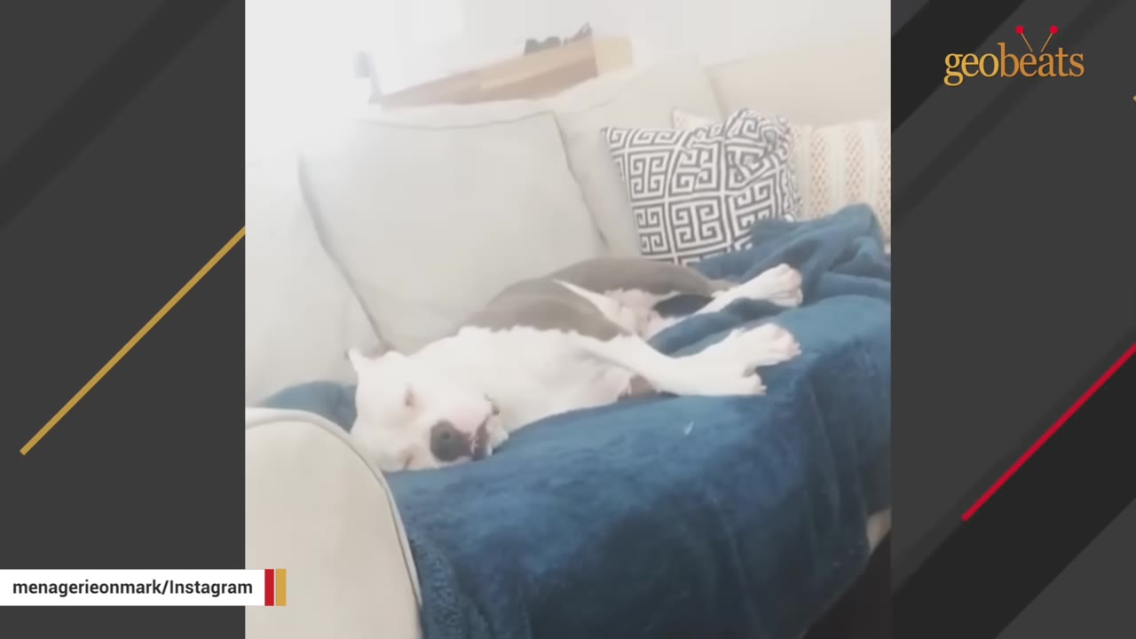 A grey and white dog sleeping soundly on a couch covered with a blue blanket.