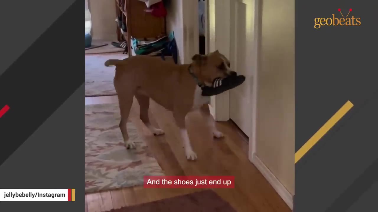 A tan and white dog stands in a hallway holding a black shoe in its mouth near a closed white door.