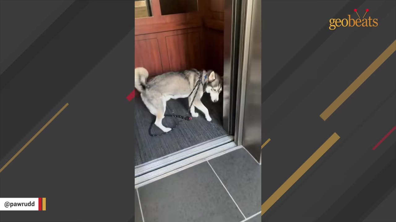 A gray and white husky dog on a leash stands inside an elevator, looking out towards the open door.