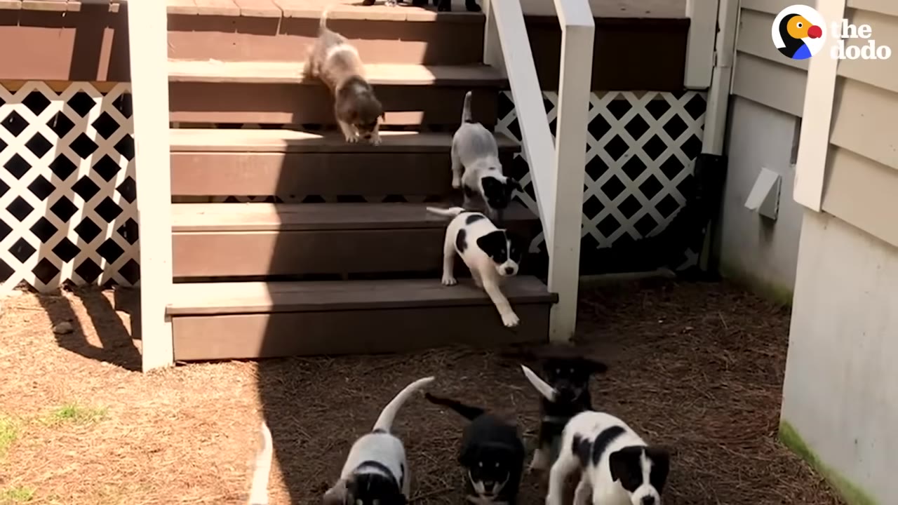 Several black and white and brown puppies run down wooden deck stairs onto a mulch-covered yard.