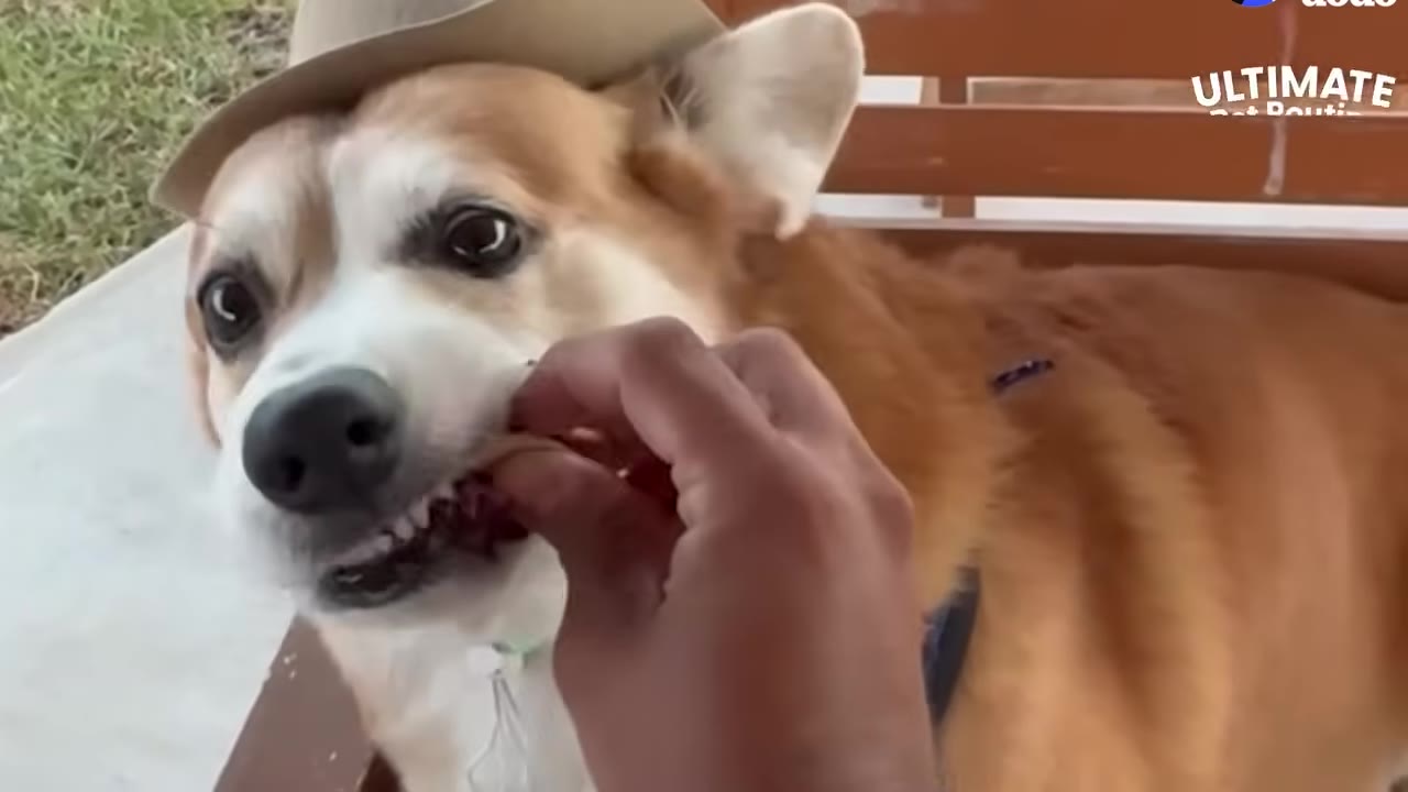 A close-up of a corgi wearing a small tan hat being hand-fed a piece of meat.