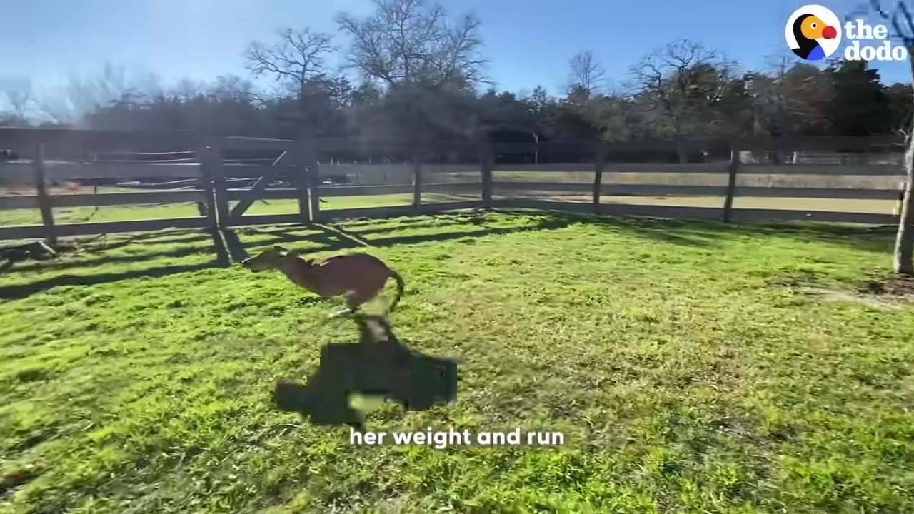A brown dog running quickly across a grassy field inside a fenced enclosure.