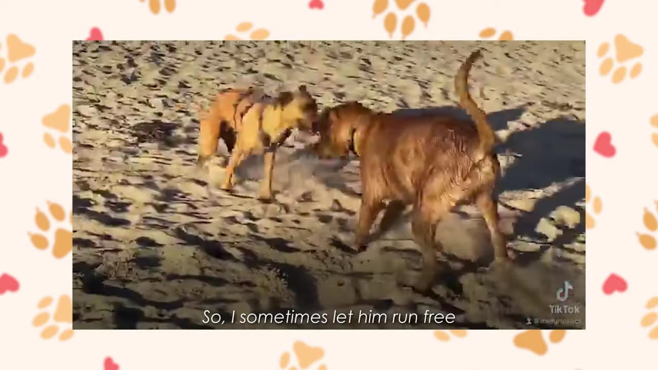 A brown dog missing its hind legs runs on its front legs on a sandy beach next to another dog.