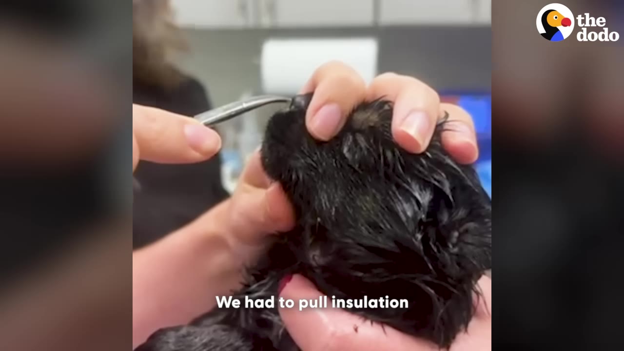 A close-up shot of a person's hands using tweezers to carefully remove debris from the nose of a small, wet black puppy.